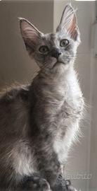 Gattine maine coon