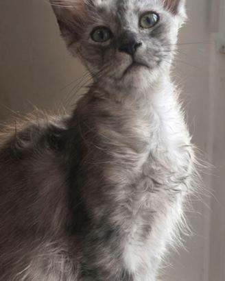 Gattine maine coon