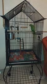 Parrochetto dal collare sessato