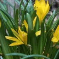 20 bulbi di Sternbergia lutea
