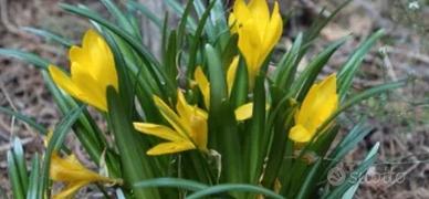 20 bulbi di Sternbergia lutea