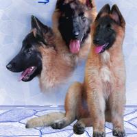 Pastore Belga Tervueren