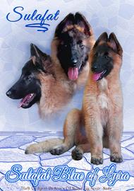 Pastore Belga Tervueren