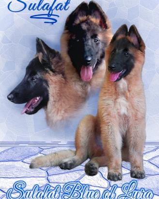 Pastore Belga Tervueren