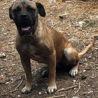 Cucciolona di cane Corso femmina