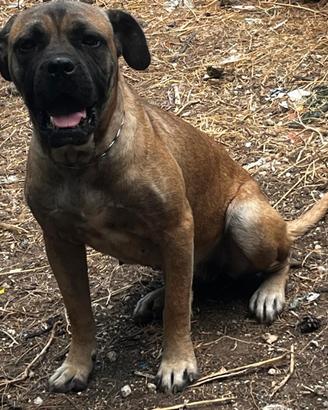 Cucciolona di cane Corso femmina