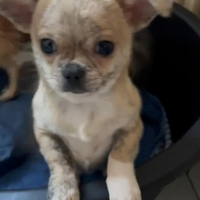 Chihuahua cucciolo 4 mesi