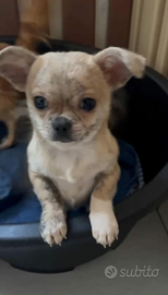 Chihuahua cucciolo 4 mesi