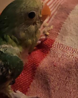 4 pulli di parrocchetto testa di prugna