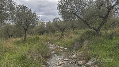 Uliveto Noccioleto Bosco Seminativo