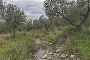 Uliveto Noccioleto Bosco Seminativo