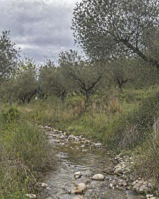 Uliveto Noccioleto Bosco Seminativo