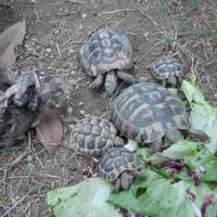 Testudo Hermanni