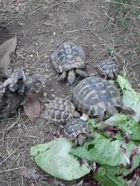 Testudo Hermanni
