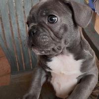 Bulldog