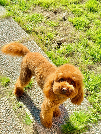 Monta Barboncino nano pedigree ENCI