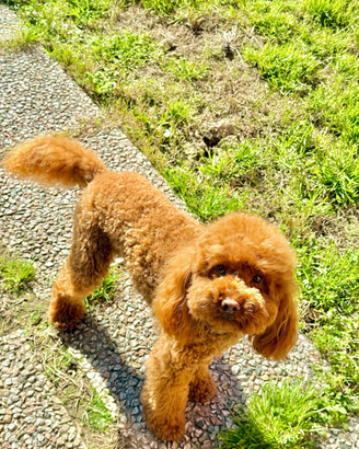 Monta Barboncino nano pedigree ENCI