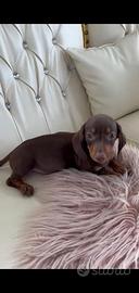 Bassotti Marrone femmina