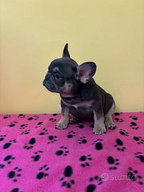 Cuccioli di bulldog francese