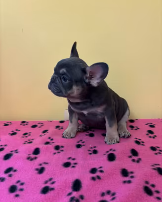 Cuccioli di bulldog francese