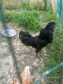 Gallo Cemani