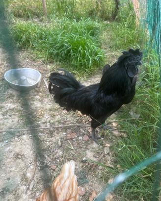 Gallo Cemani