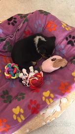 Chihuahua pincher toy da borsetta PREZZO TRATTABIL