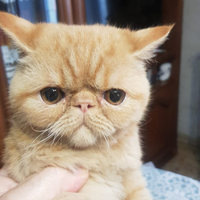 Persiani e exotic shorthair