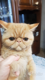 Persiani e exotic shorthair