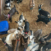 Caprette e capretti razza roccaverano