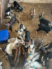 Caprette e capretti razza roccaverano