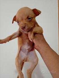 American pitbull terrier