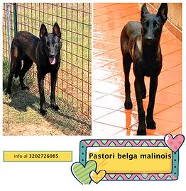 Cash e Hydra pastore belga malinois in adozione
