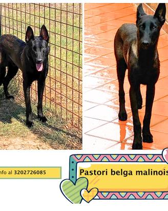 Cash e Hydra pastore belga malinois in adozione