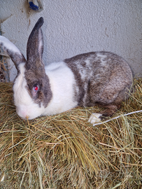 Hycole Francese disponibile