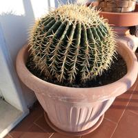 Cuscino della suocera o echinocactus grusonii