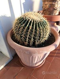 Cuscino della suocera o echinocactus grusonii