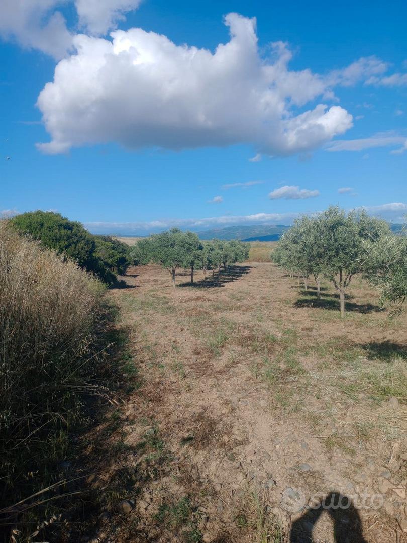 Terreno con ulivi - Vista 5