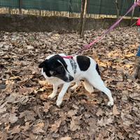 Cookie, splendida meticcia
