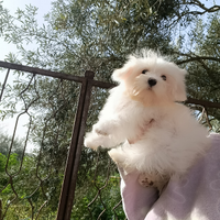 Maltese