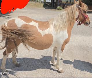 Pony femmina