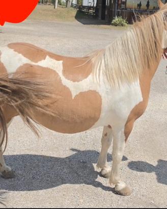 Pony femmina