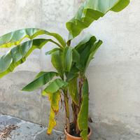 musa basjoo varietà gigante banano ornamentale 