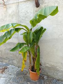 musa basjoo varietà gigante banano ornamentale 
