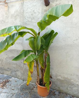 musa basjoo varietà gigante banano ornamentale 