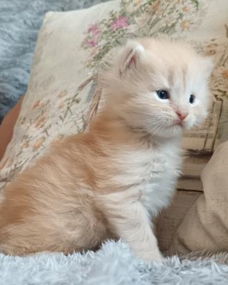 Cuccioli di gatto Maine Coon