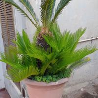 Pianta Cycas  con vaso 