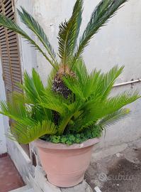 Pianta Cycas  con vaso 