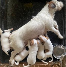 Jack Russelll Terrier