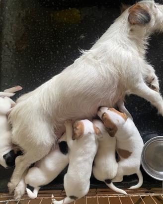 Jack Russelll Terrier